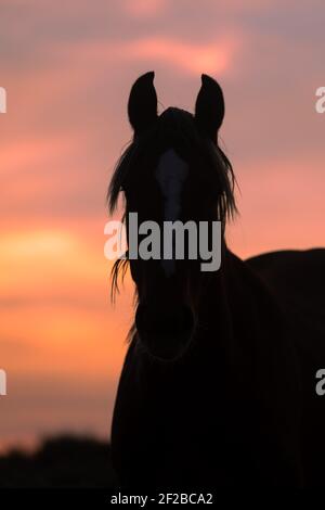 Wild Horse silhoueté dans un coucher de soleil du Wyoming Banque D'Images