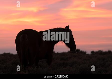 Wild Horse silhoueté dans un coucher de soleil du Wyoming Banque D'Images