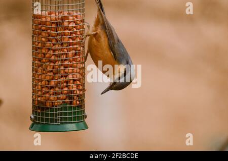 Nuthatch eurasien (Sitta europaea) manger à partir d'un mangeoire à oiseaux Banque D'Images