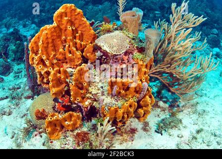 Éponges brunes à tubes groupés, corail petit cerveau, éponges pour vase, îles Rosario, Colombie Banque D'Images