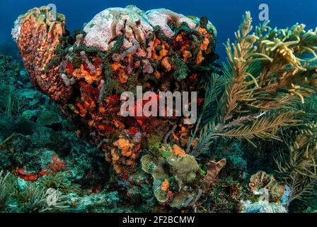 Tête de corail incrustée de éponge, Îles Rosario, Colombie Banque D'Images