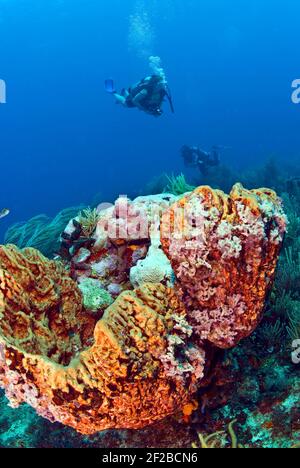 Plongée sous-marine sur l'éponge d'oreille d'éléphant, îles Rosario, Colombie Banque D'Images