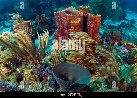 Gorgoniens et éponges sur le récif sain des Caraïbes, îles Rosario, Colombie Banque D'Images