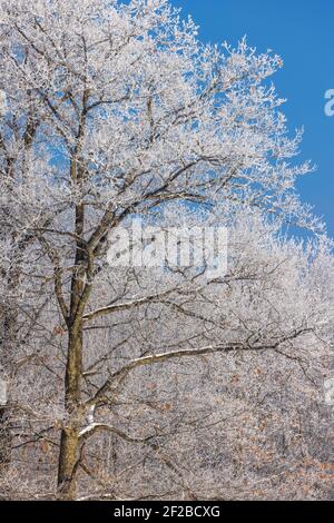 Un beau jour d'hiver dans le nord du Wisconsin. Banque D'Images