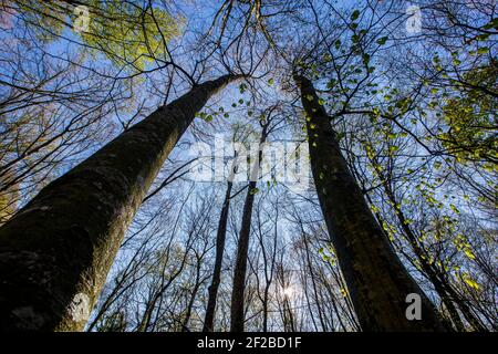 Vue à angle bas d'un arbre dans la forêt de Fageda d'en Jorda, la Garrotxa, Gérone, Catalogne, Espagne Banque D'Images