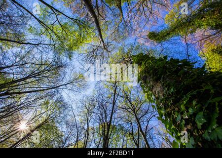 Vue à angle bas d'un arbre dans la forêt de Fageda d'en Jorda, la Garrotxa, Gérone, Catalogne, Espagne Banque D'Images