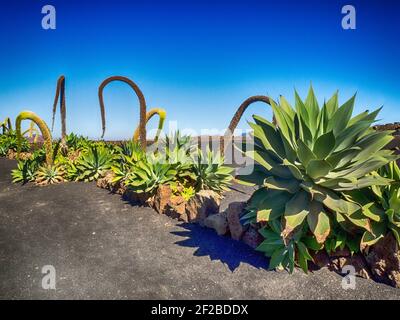 Cactus poussant dans les champs de lave, Lanzarote, îles Canaries, Espagne Banque D'Images