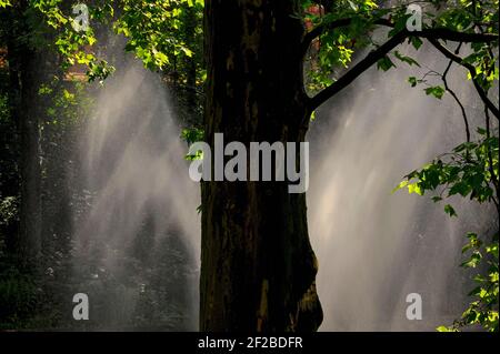 Soleil et douches ... jet d'une fontaine publique tombe par la lumière du soleil filtrant à travers la canopée de feuilles ombrageant le lac artificiel dans le Parc Central J. Czajkowski, partie du parc Planty entourant le Stare Miasto ou la vieille ville à Brzeg, comté de Brzeg, Opole Voivodship, Basse Silésie, Pologne. Banque D'Images