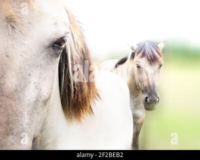 Portrait de deux chevaux Konik polonais, Pologne Banque D'Images