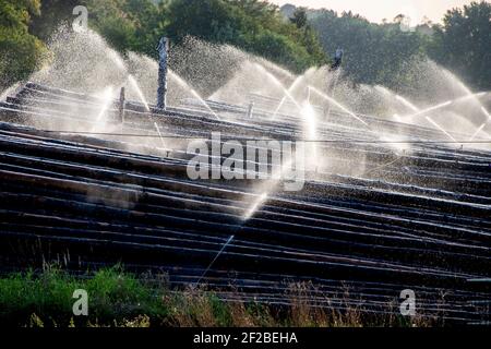 Moehnesee, Allemagne. 17 septembre 2020. Grumes en bois dans un stockage humide au lac Moehnesee près d'Arnsberg (Allemagne), 17 septembre 2020. Credit: dpa/Alay Live News Banque D'Images