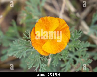 Ranunculus plante solitaire rampante au centre de la photo sur un arrière-plan flou. Dégradé de couleur du jaune à l'orange. Banque D'Images