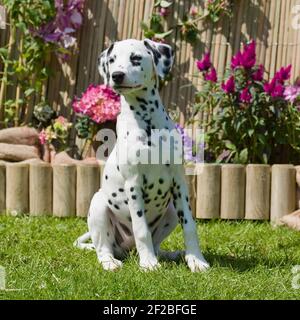 pyuppy de dalmation Banque D'Images