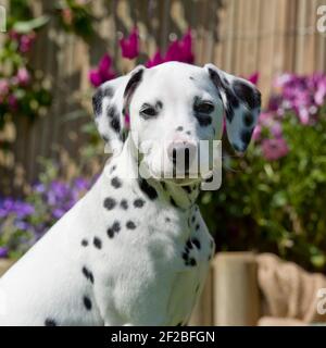 dalmation chiot Banque D'Images