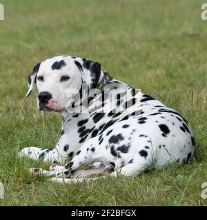 Dalmation Banque D'Images