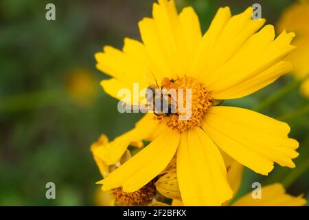 l'abeille recueille le nectar sur une fleur jaune. L'insecte a du pollen sur ses jambes. Espace de copie à gauche pour le test. Arrière-plan flou. Banque D'Images
