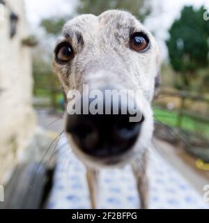 chien de lurcher faisant le selfie Banque D'Images