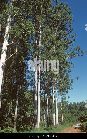 Gomme de rose de 30 mètres de haut ou gommes inondées (Eucalyptus grandis) dans une plantation forestière à Transvaal, Afrique du Sud, février Banque D'Images