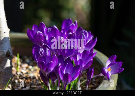 Fleurs de crocus pourpres croissant dans un pot Banque D'Images
