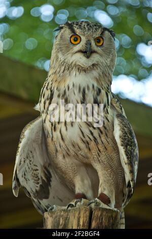 Une hibou eurasien captive (Bubo bubo) sur un poteau en bois lors d'une exposition au Hawk Conservancy Trust à Weyhill, Hampshire, août Banque D'Images