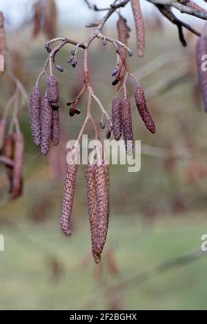 Aulne (Alnus glutinosa) chatons mâles à ailes violettes non ouverts avec des chatons femelles plus petits non ouverts à la fin de l'hiver, février Banque D'Images