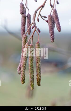 Aulne (Alnus glutinosa) chatons mâles à ailes violettes non ouverts avec des chatons femelles plus petits non ouverts à la fin de l'hiver, février Banque D'Images