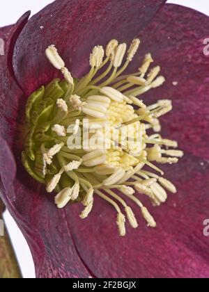 Rose Lenten (Helleborus x hybridus) fleur rouge d'un jardin ornemental plante herbacée vivace montrant Structure typique des Ranunculaceae à fleurs Banque D'Images