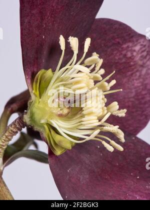 Rose Lenten (Helleborus x hybridus) fleur rouge d'un jardin ornemental plante herbacée vivace montrant Structure typique des Ranunculaceae à fleurs Banque D'Images