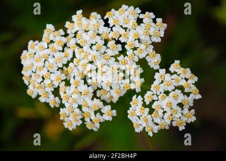 Inflorescence blanche de Spiraea cinerea sur un fond flou. Beaucoup de petites fleurs blanches avec des étamines jaunes Banque D'Images