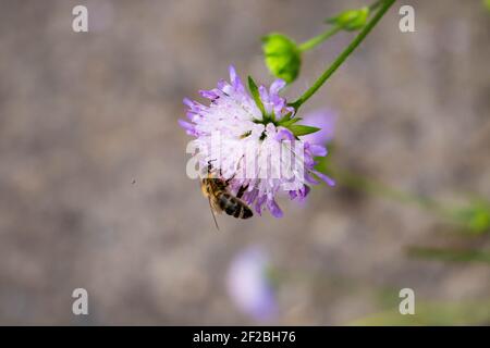 photo claire et tendre d'une fleur solitaire moelleuse sur laquelle un insecte s'assoit et boit le nectar. Parfait pour l'arrière-plan Banque D'Images