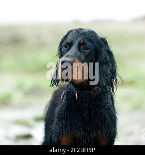 Chien Setter Gordon Banque D'Images