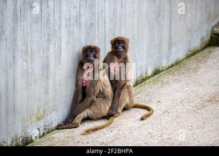 Un couple de singes assis sous le mur Banque D'Images