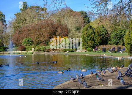 Pigeons sur le sol à côté de l'étang avec canards et oies nageant. Personnes assises sur des bancs avec arbres et arbustes paysagés au parc Pinner Memorial. Banque D'Images