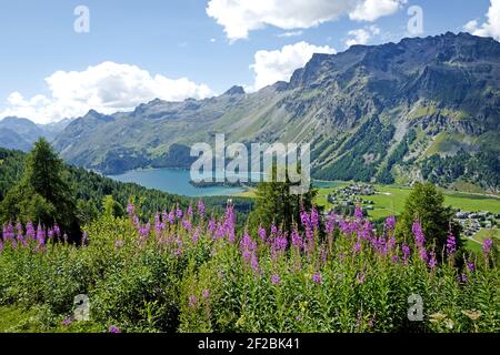 Les Alpes suisses offrent une vue panoramique sur la vallée de l'Engadin et le lac bleu. Sils Maria, Maloja, Suisse. Banque D'Images