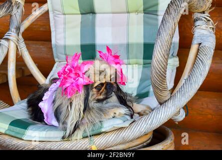 Beau chien de pékin drôle avec des rubans roses se détendant sur la chaise de jardin. Banque D'Images