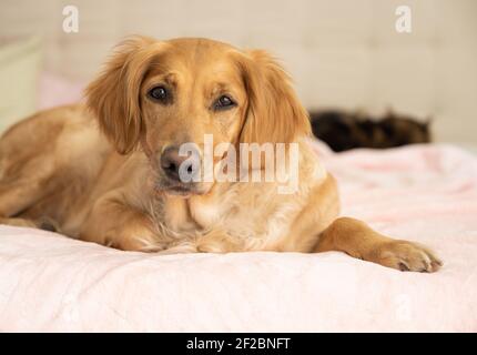 Une femme Golden Retriever regarde l'appareil photo sur un lit rose, chat en arrière-plan Banque D'Images