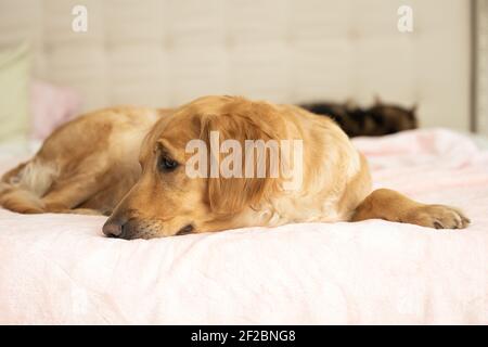 Un Golden Retriever inquiet attend sur un lit rose et regarde dehors Cadre Banque D'Images