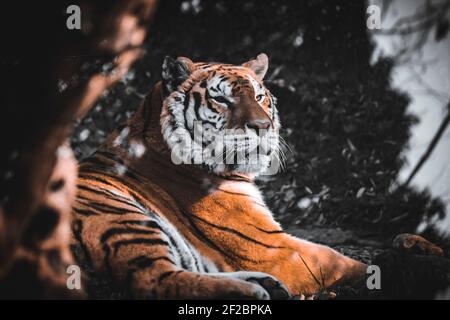 Un tigre majestueux pris au repos à l'heure d'or. Photo prise au zoo Cornelle près de Bergame, Italie. Banque D'Images