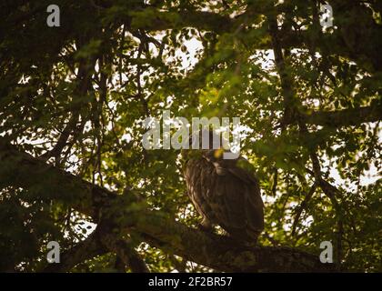 L'aigle-hibou de Verreaux perchée dans un arbre de la réserve de gibier de Kapama, Afrique du Sud. Février 2021 Banque D'Images