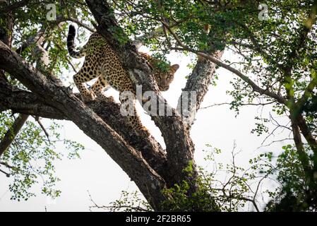 Un léopard dans un arbre de Marula à Kapama Game Reserve, Afrique du Sud. Février 2021 Banque D'Images