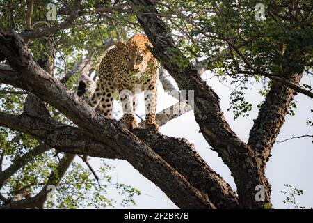 Un léopard dans un arbre de Marula à Kapama Game Reserve, Afrique du Sud. Février 2021 Banque D'Images