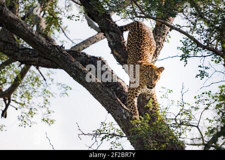 Un léopard dans un arbre de Marula à Kapama Game Reserve, Afrique du Sud. Février 2021 Banque D'Images