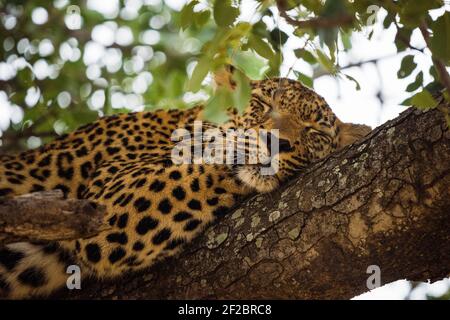 Un léopard dans un arbre de Marula à Kapama Game Reserve, Afrique du Sud. Février 2021 Banque D'Images