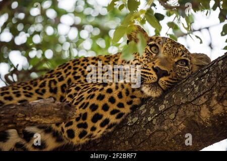 Un léopard dans un arbre de Marula à Kapama Game Reserve, Afrique du Sud. Février 2021 Banque D'Images