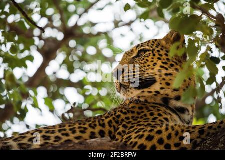 Un léopard dans un arbre de Marula à Kapama Game Reserve, Afrique du Sud. Février 2021 Banque D'Images