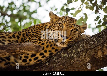 Un léopard dans un arbre de Marula à Kapama Game Reserve, Afrique du Sud. Février 2021 Banque D'Images