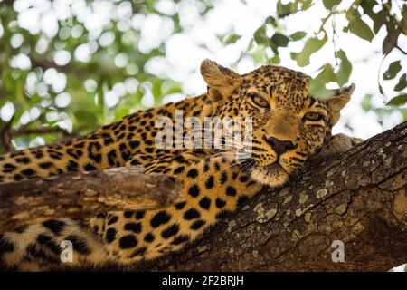 Un léopard dans un arbre de Marula à Kapama Game Reserve, Afrique du Sud. Février 2021 Banque D'Images