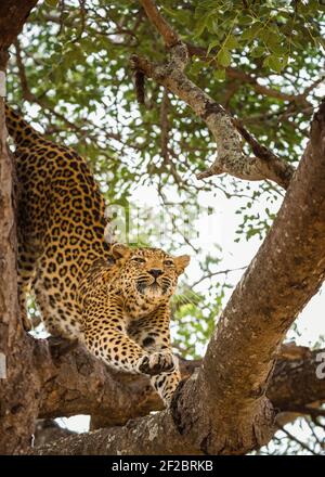 Un léopard dans un arbre de Marula à Kapama Game Reserve, Afrique du Sud. Février 2021 Banque D'Images