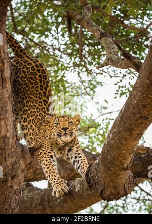 Un léopard dans un arbre de Marula à Kapama Game Reserve, Afrique du Sud. Février 2021 Banque D'Images