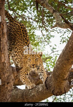 Un léopard dans un arbre de Marula à Kapama Game Reserve, Afrique du Sud. Février 2021 Banque D'Images