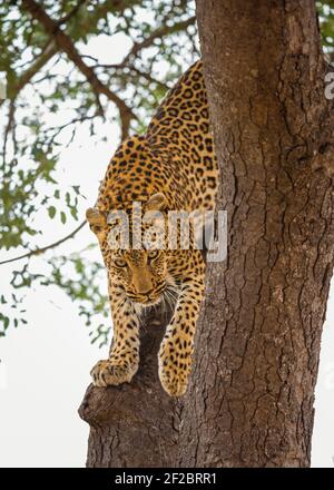 Un léopard dans un arbre de Marula à Kapama Game Reserve, Afrique du Sud. Février 2021 Banque D'Images